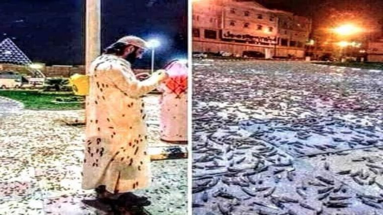 Mecca: invazie masivă de lăcuste şi gândaci în locul cel mai sfânt al islamului