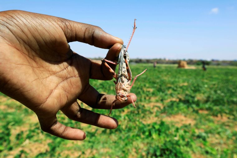 Un nou val de miliarde de lăcuste invadează Africa