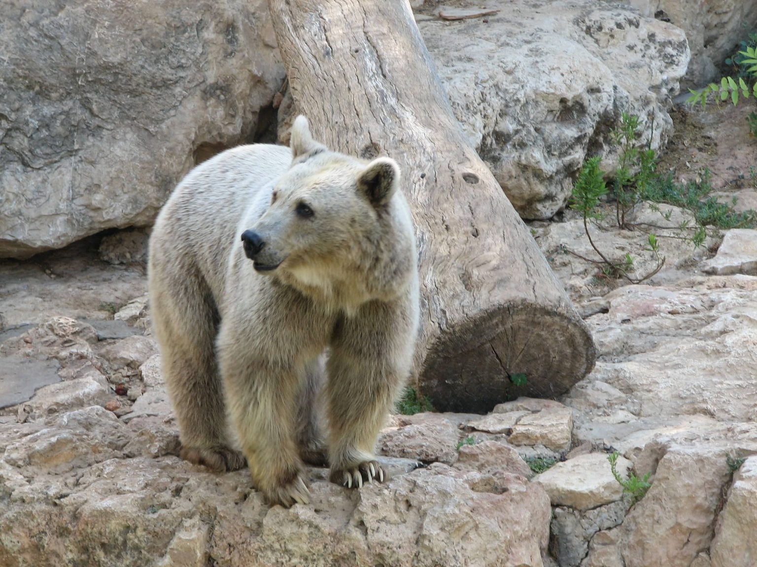 Urșii Bibliei Bear, Syrian bear, Middle East bear, Bible bear