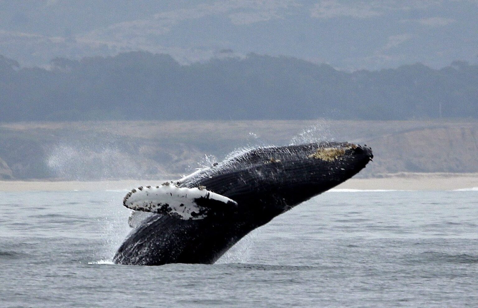 „Totul s-a întunecat dintr-o dată”: o balenă cu cocoaşă a înghițit un bărbat aflat la pescuit de homari în Oceanul Atlantic