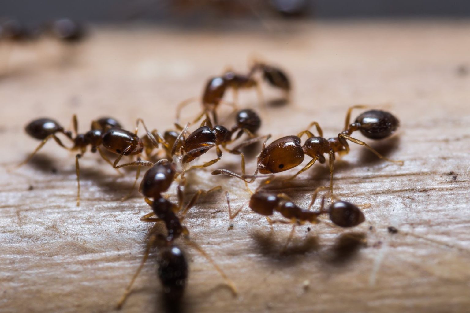 Singura specie, în afara celei umane, capabilă să efectueze operații chirurgicale pentru a salva vieți